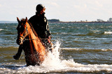 Ferienwohnung in Fehmarn OT Avendorf - Bauernhof Serck - Bild 11