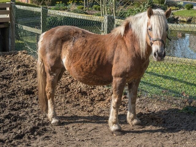 Ferienwohnung in Fehmarn OT Petersdorf - G&auml;stehaus Nielson - Wohnung "Vergissmeinnicht" - Bild 9