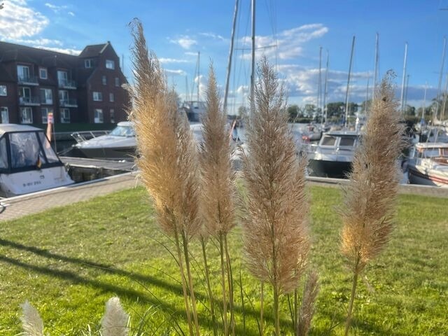 Ferienwohnung in Ueckermünde - Lagunenstadt am Haff Fewo 22 - Backbord - Bild 12