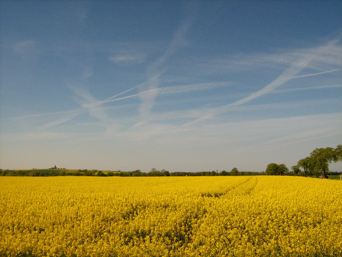 Ferienhaus in Kühlungsborn - Schlehdornhaus - Ausblick im Frühjahr