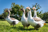 Ferienwohnung in Fehmarn OT D&auml;nschendorf - Osterhof Fehmarn - Villa Agni - Bild 20