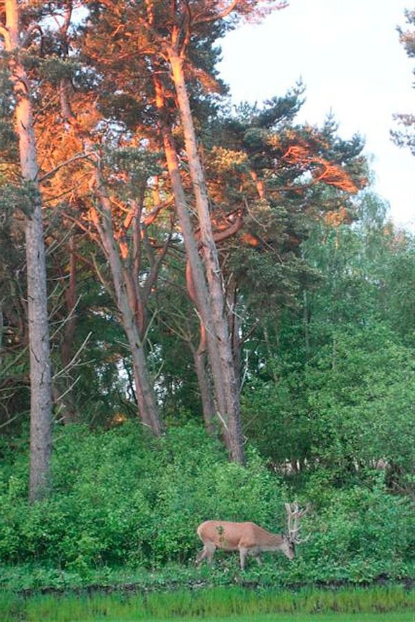 Ferienwohnung in Ostseeheilbad Zingst - Freesenkietz, FW 2.4 - Bild 17