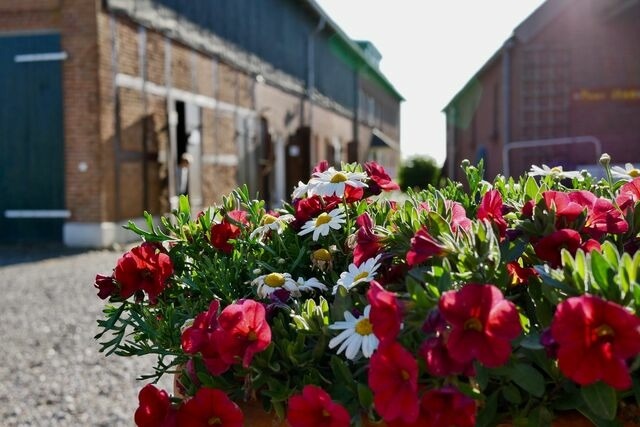 Ferienwohnung in Fehmarn - Knusthof Lafrenz - Nordlicht - Bild 15