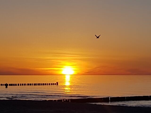 Ferienwohnung in Zingst - Achtern Diek 13a Whg. 1 - Bild 19