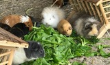 Ferienwohnung in Fehmarn OT Staberdorf - Speicher 1 - Bild 17