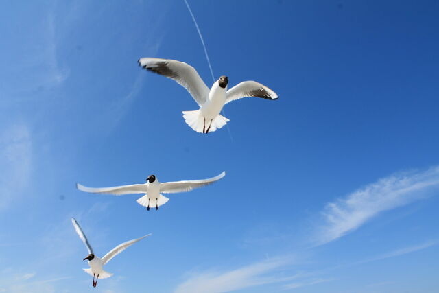 Ferienwohnung in Ostseeheilbad Zingst - Strandm&ouml;we 2 - Bild 11