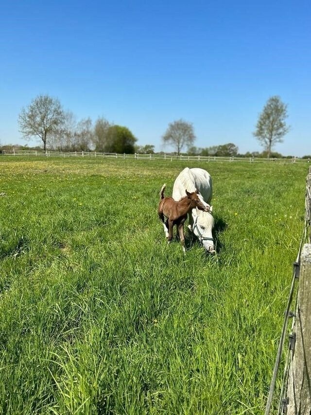 Ferienhaus in Dahme - Lütt Piergorn 2 - Bild 12