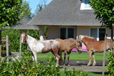 Ferienwohnung in Fehmarn OT Staberdorf - Landhaus 3 - Bild 17