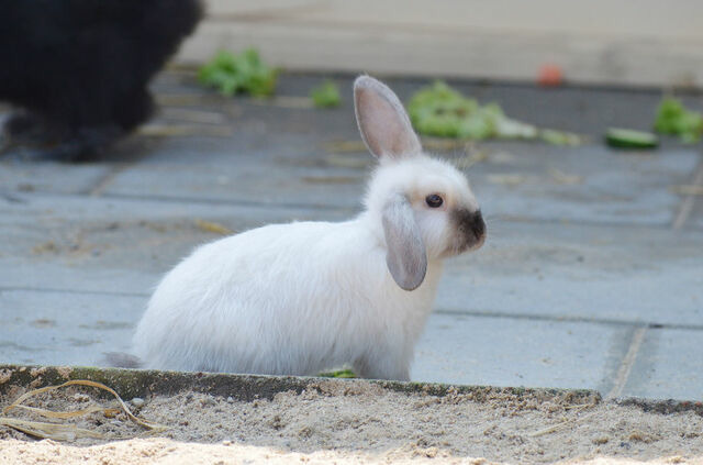 Ferienwohnung in Fehmarn OT Staberdorf - Tenne 6, inkl. 1 Parkplatz - Bild 10