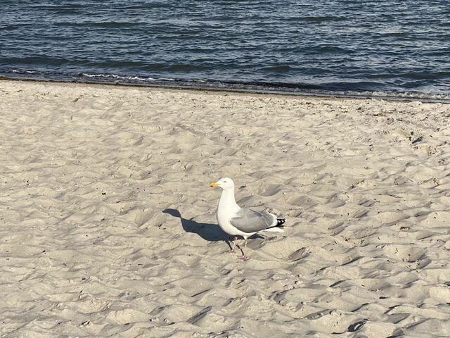 Ferienwohnung in Gr&ouml;mitz - Ostseeresidenz 04 - Bild 17