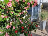 Ferienwohnung in Kappeln - Kappeln 336 - Bild 25