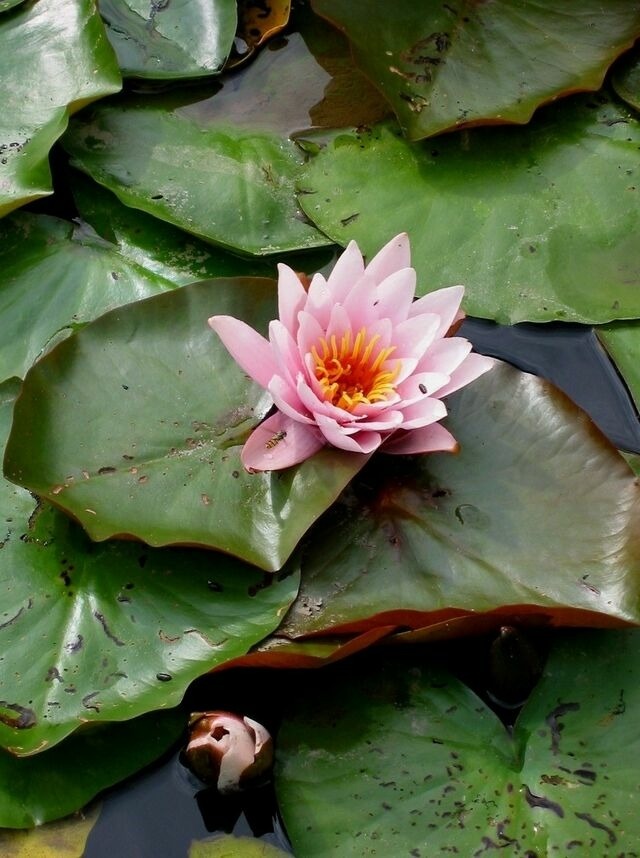 Ferienwohnung in Rieseby - Gut Büchenau - Ferienwohnung Romantika - Bild 23