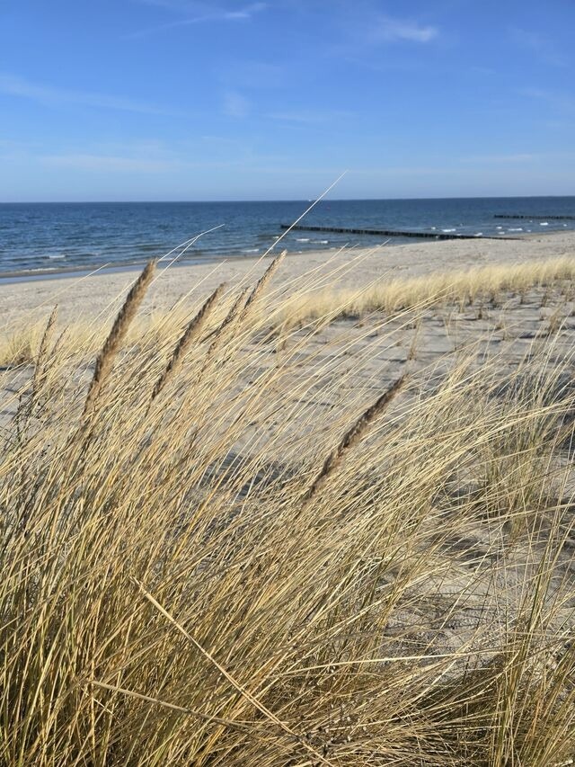 Ferienwohnung in Zingst - Strandvogel - Bild 24