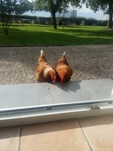 Ferienwohnung in Fehmarn OT Schlagsdorf - FeWo Nr. 1 - 4-Personen - Bild 7