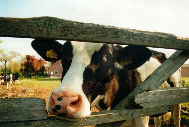 Ferienwohnung in Fehmarn OT Schlagsdorf - FeWo Nr. 1 - 4-Personen - Bild 16