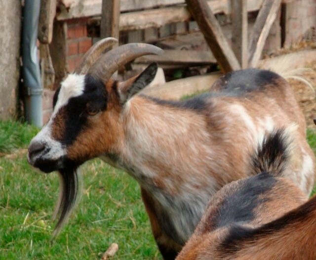 Ferienwohnung in Fehmarn OT Schlagsdorf - FeWo Nr. 1 - 4-Personen - Bild 20