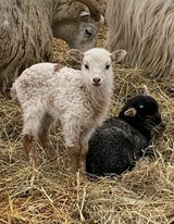 Ferienwohnung in Fehmarn OT Schlagsdorf - FeWo Nr. 1 - 4-Personen - Bild 21