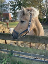 Ferienwohnung in Fehmarn OT Schlagsdorf - FeWo Nr. 1 - 4-Personen - Bild 24