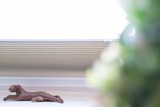 Ferienwohnung in Scharbeutz - Steffis Vogelnest - Bild 7