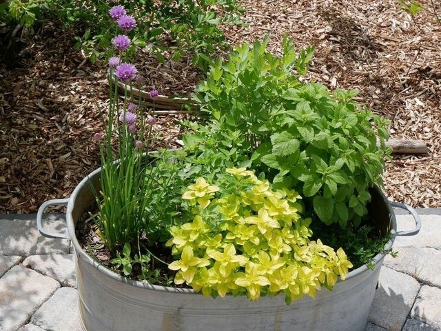 Ferienwohnung in Bosau - Ferienwohnung Bosau im Schwedenhaus - Bild 4