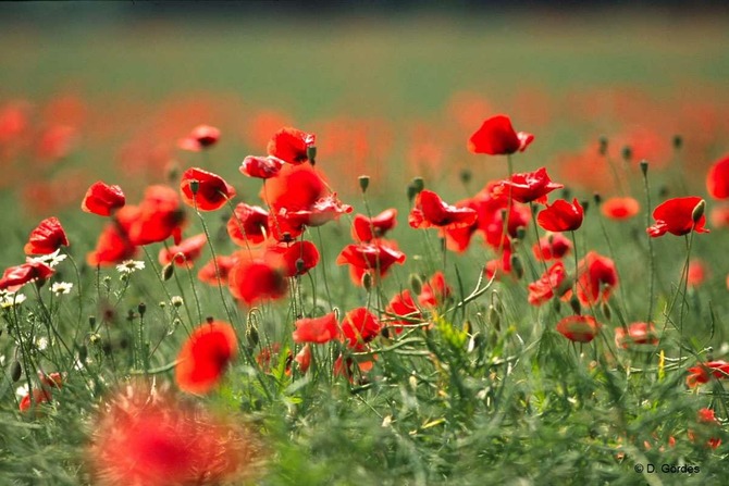 Ferienwohnung in Rostock - Ferienwohung Ostseewald - Bild 23