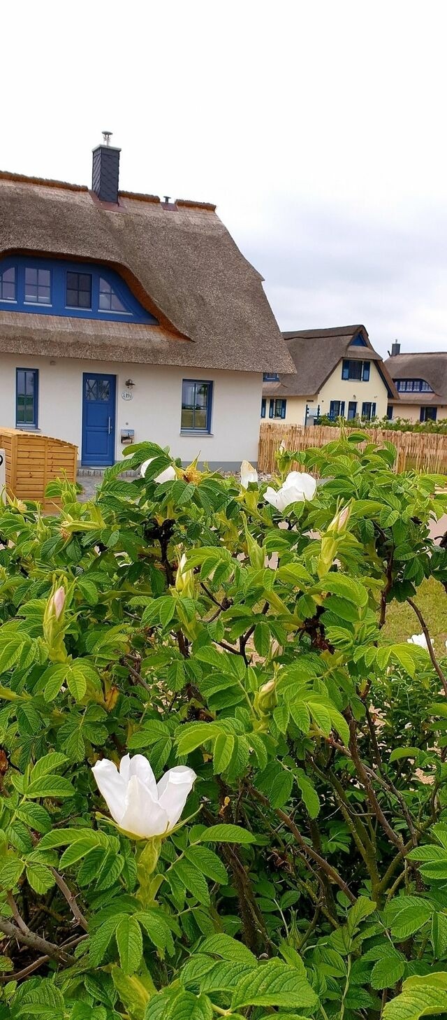Ferienhaus in Zierow - Reethaus "Seepferdchen" - Bild 22